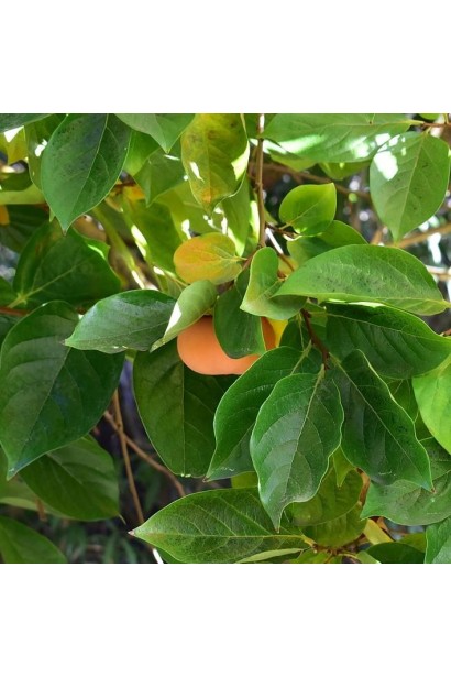 Diospyros kaki ‘Golden Queen’